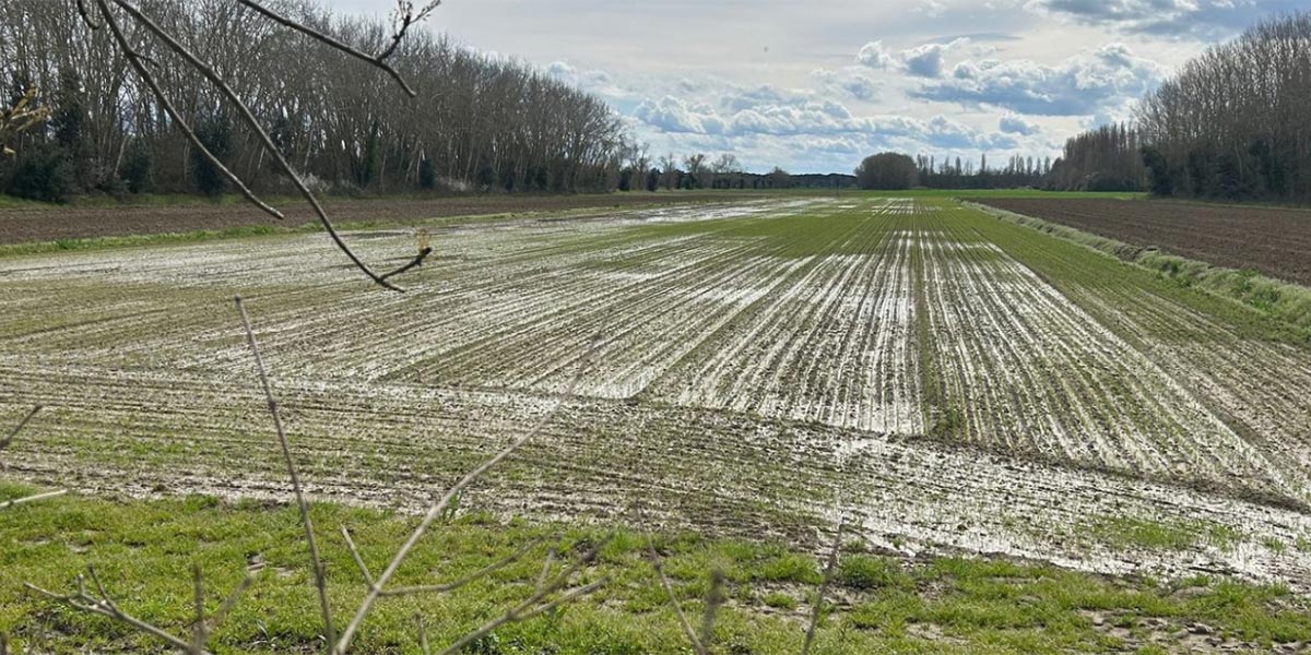 Troppa acqua, agricoltura romagnola in ginocchio